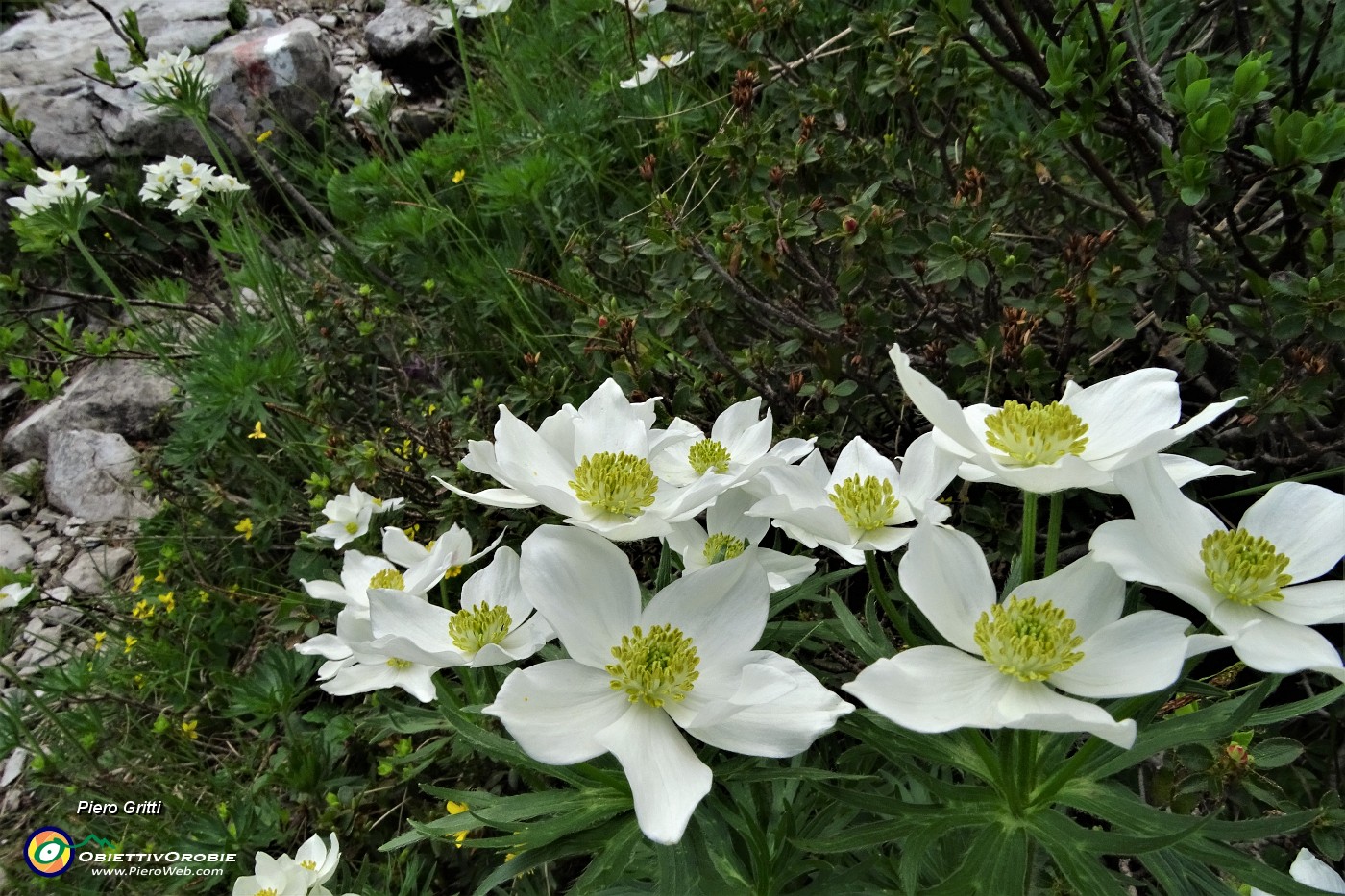 37 Anemone narcissino (Anemone narcissiflora).JPG